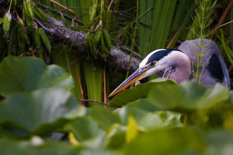 Great Blue Heron Hunting In Lily Pads